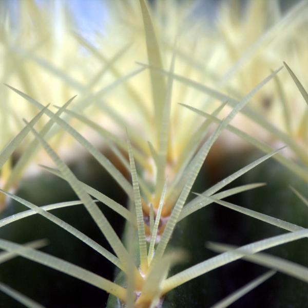 Cactus/Kaktus. Tommy Schmucker 12/08/2012. [CC BY-SA 3.0]