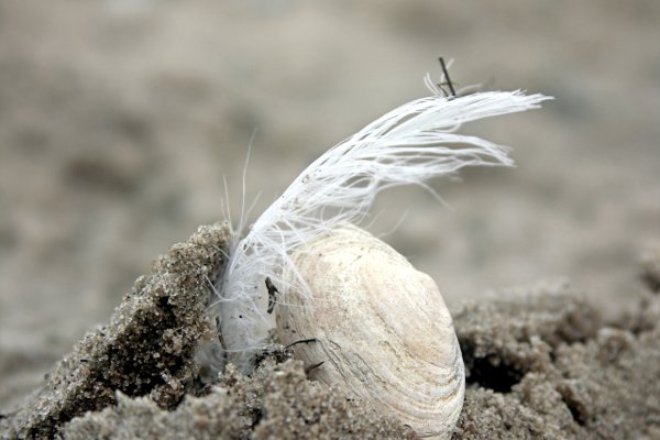 Feather shell/Federmuschel. Tommy Schmucker 2013-09-06. [CC BY-SA 3.0]