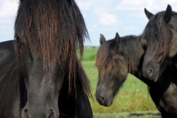 Friesen, Balk, Niederlande/Friesian horses, Balk, Netherlands.  Tommy Schmucker 2013-09-06. [CC BY-SA 3.0]